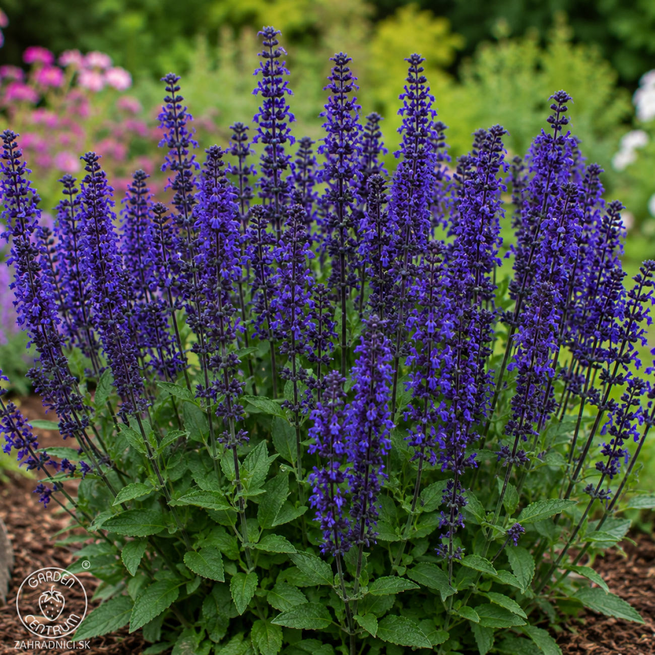 Obrázok Šalvia hájna (Salvia nemorosa) ´SENSATION BLUE´ - výška 15-25 cm, kont. P13